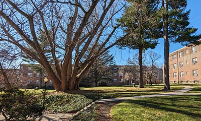view towards the old mansion's site in 2023; a large multi-trunked Ginkgo stands on the left