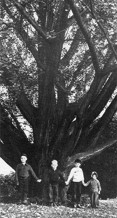 4 children hodong hands stand around the base of huge tree with multiple trunks